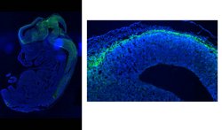 Neurocan, Rabbit anti-Rat, Polyclonal, Millipore Sigma 25&mu;L; Unconjugated:Antibodies,